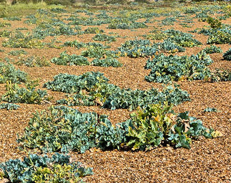 Sea Kale